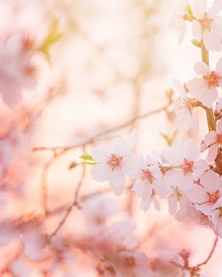 전도사_이정숙전도사 - 교구.jpg